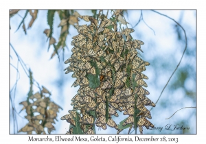 Monarch Butterflies