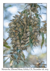 Monarch Butterflies