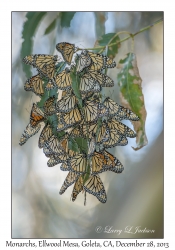 Monarch Butterflies