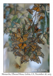 Monarch Butterflies