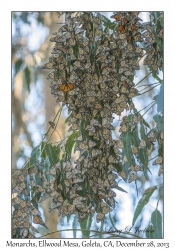 Monarch Butterflies