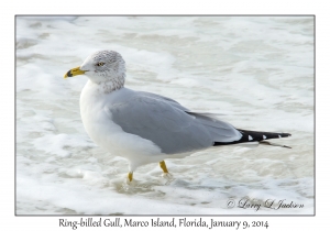 Ring-billed Gull