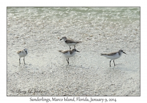 Sanderlings