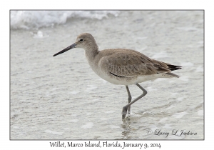 Willet