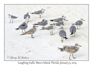 Laughing Gulls