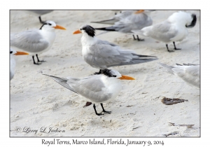 Royal Terns