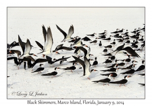 Black Skimmers