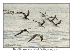 Black Skimmers