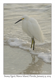 Snowy Egret