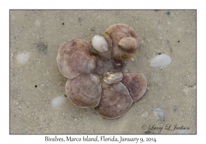 Bivalves