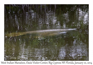 West Indian Manatees
