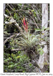 Giant Airplant