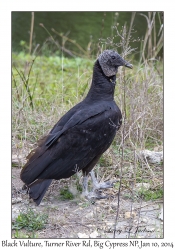 Black Vulture