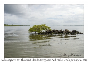 Red Mangrove