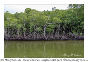 Red Mangroves
