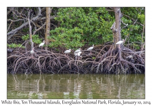 White Ibis