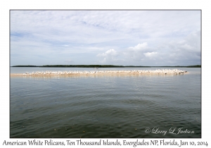 American White Pelicans