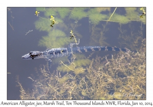 American Alligator