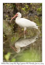 White Ibis