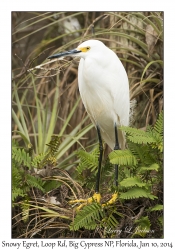 Snowy Egret