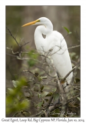 Great Egret