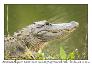American Alligator