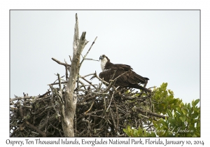 Osprey