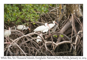 White Ibis