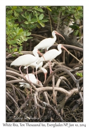 White Ibis