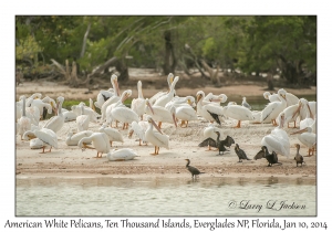 American White Pelicans