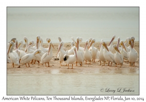 American White Pelicans