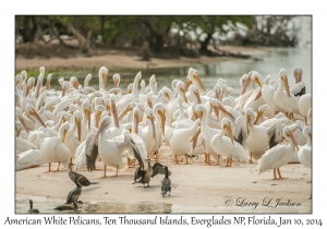 American White Pelicans