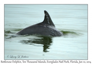 Bottlenose Dolphin