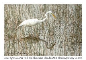 Great Egret