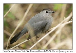 Gray Catbird