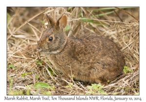 Marsh Rabbit