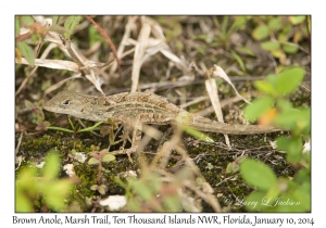 Brown Anole