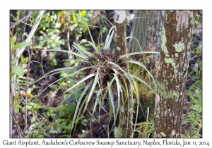 Giant Airplant