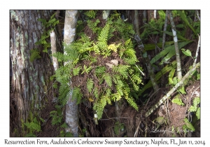 Resurrection Fern