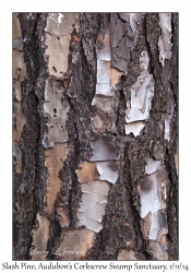 Slash Pine bark