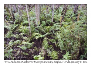 Ferns