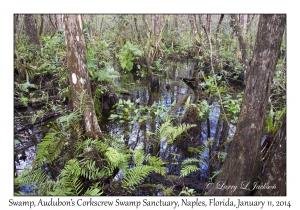 Swamp