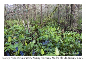 Swamp