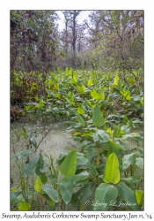 Swamp