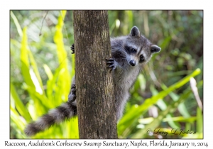 Racoon
