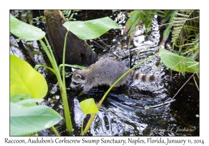 Racoon