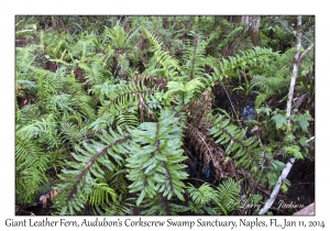 Giant Leather Fern