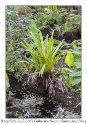 Strap Fern