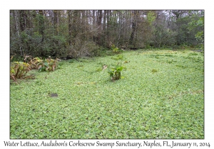 Water Lettuce