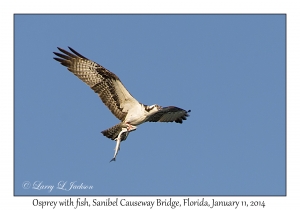 Osprey